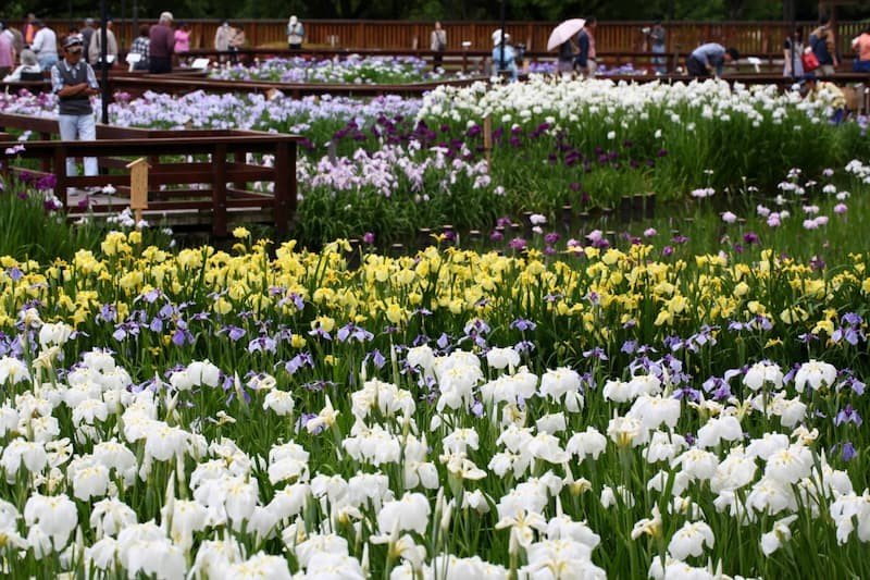 🌳 야마다이케 공원(야마다이케코엔) 이미지 8